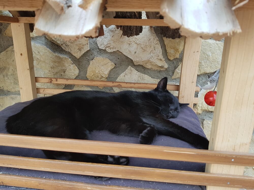schlafende Katze in Katzenhaus
